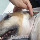 앞선동물병원 이미지