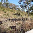 달뜨기흑염소목장 이미지