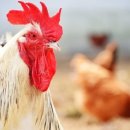 박씨농장 2 이미지