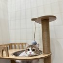 러브냥냥 이미지