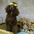 마이펫살롱 이미지