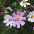 유기농일번지 이미지