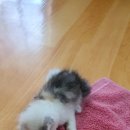 담순이네