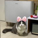 서울햇빛동물병원 이미지