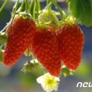 옥종농장 이미지