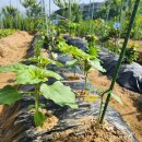 장기농약사 이미지