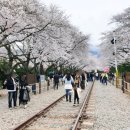 정발장군 동상 앞 교차로 | 국내 벚꽃명소 2026 진해 군항제 총정리! 경남 벚꽃축제 일정 초대가수 주차장(ft. 여좌천 경화역)