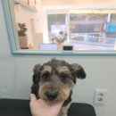 슈나애견미용 이미지