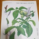 보태니컬 아트 초급 이미지