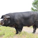 축진농장 이미지