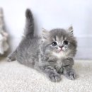 마포 요미독앤캣 강아지분양 고양이분양 이미지