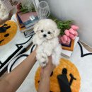 코모네펫하우스 이미지