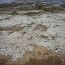 하모리-12 이미지