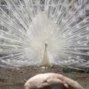 채송화펜션 이미지