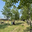 한강시민공원백합나무길 입구 이미지