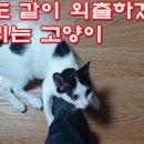 자기도 같이 외출하겠다고 매달리는 고양이A cat clinging to go out with him 이미지