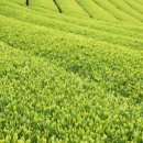 보성녹차닷컴 이미지