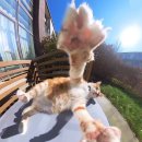 화신로-6 이미지