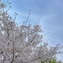 힐스테이트 명품세탁소 | 코트야드 메리어트 수원 숙박후기. 클럽라운지 이용하기, 광교 호수공원 벚꽃여행