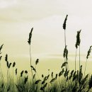 동트는 아침 이미지