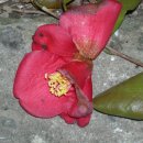 오동도로 이미지