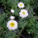 로단테(Rhodanthe) 이미지