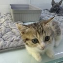 냥이는꿀꿀 이미지