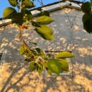 논나마리아(Nonna Maria) 이미지