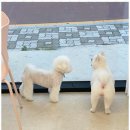 강아지 미용실 이미지