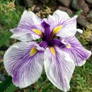 아이리스 이미지