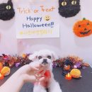 아보네 멍빌리지 | ♥ 아보네 멍빌리지 : 쫑이 / 오산애견미용 / 수원애견미용 / 세교애견미용 ♥