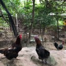 섬강농원 이미지