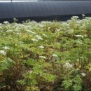 천구농장 이미지