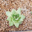 멍이네 하우스 이미지