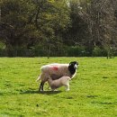 세상목장 이미지