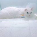 대운 동물병원 이미지