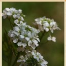 수수꽃다리 이미지