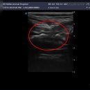 도림하나동물병원 이미지