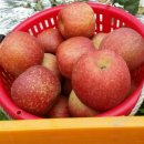 녹색농심인삼마을 이미지