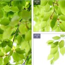 푸른나라 이미지