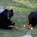 웅담2농장 이미지