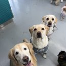 아이조아요양보호소 동탄점 | 아이조아 보호소 수원동탄점 일상 / 오랜만에 모인 리트리버 삼총사들!!💖