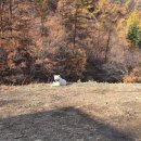 황금알사과농원