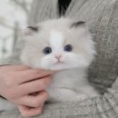 강아지고양이 미유펫 청주점 이미지
