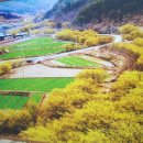 3월셋째주[3월17일]의성 금성산.비봉산 산수유축제 이미지