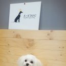 AK DOG 이미지