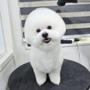 제라펫 이미지