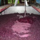 와인이야기 2편 : 와인의 제조과정 이미지