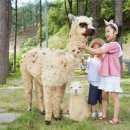 알파카