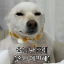 노브랜드일산주엽점 | 나 요즘 치와와처럼 살아감.